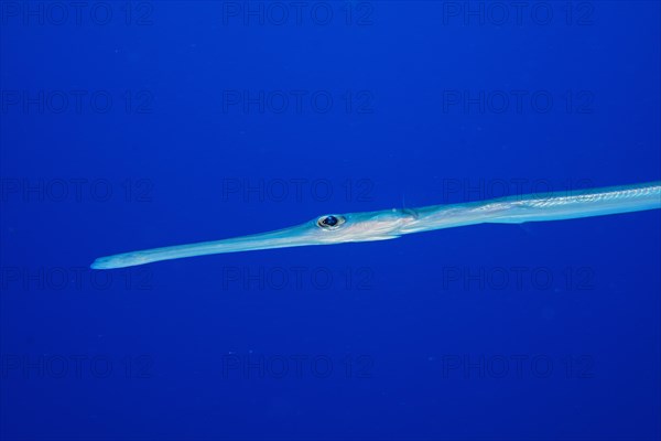 Close-up of bluespotted cornetfish