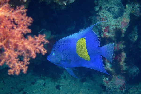 Halfmoon angelfish