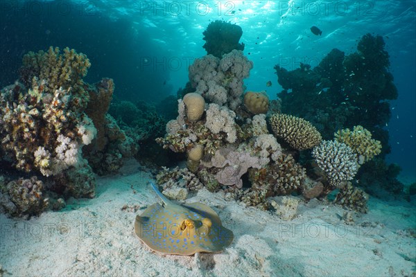 Bluespotted ribbontail ray