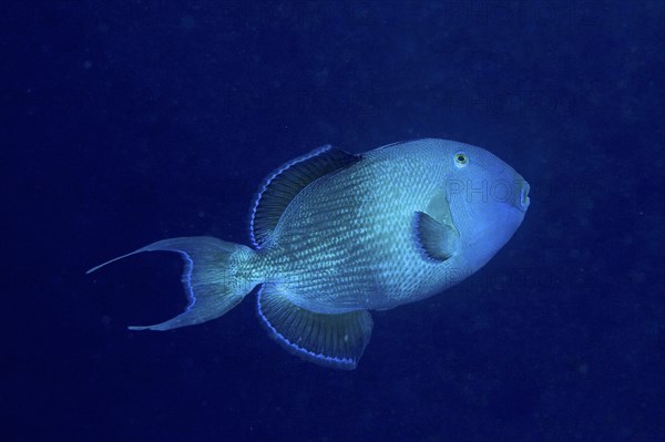 Blue triggerfish