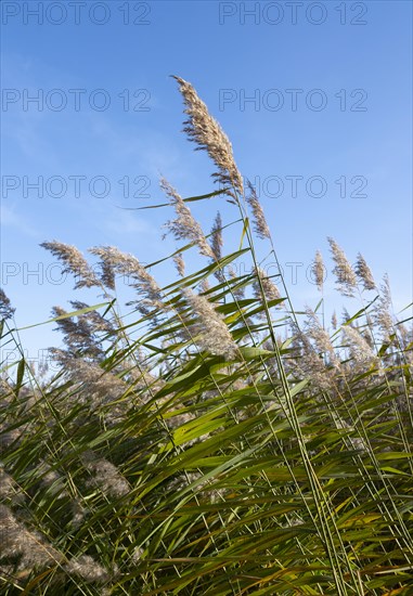 Common reed