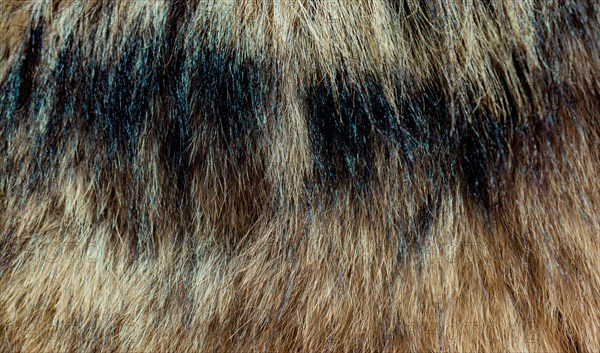 Decorative animal fur as a background texture