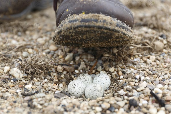 Little Ringed Plover