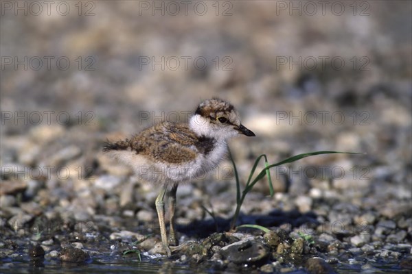 Little Ringed Plover