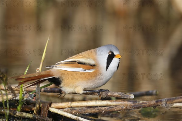 Bearded reedling