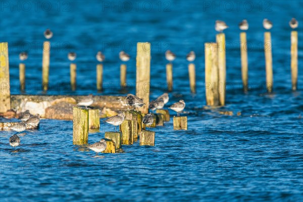 Grey Plover