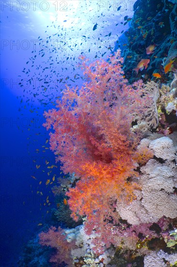 Hemprichs tree coral