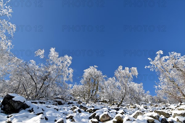 Snowy winter landscape with trees and rocks of the Moerschieder Burr in the Hunsrueck-Hochwald National Park
