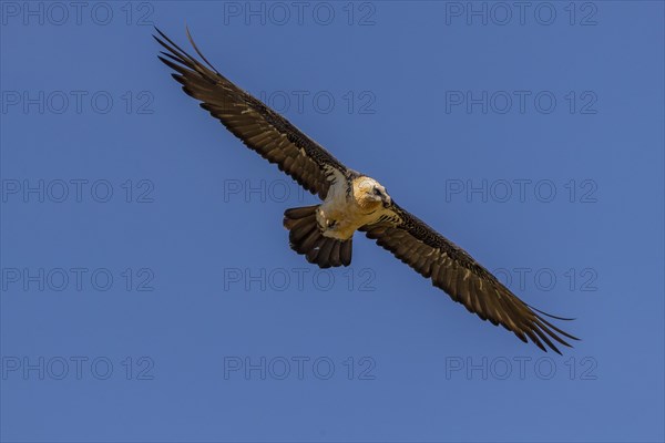 Bearded vulture