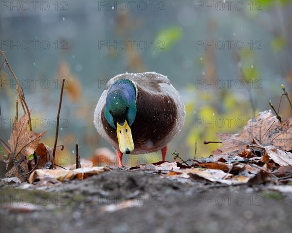 Male Mallard