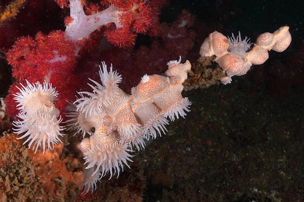 Tiger anemone