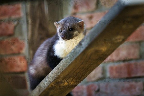 Beech marten