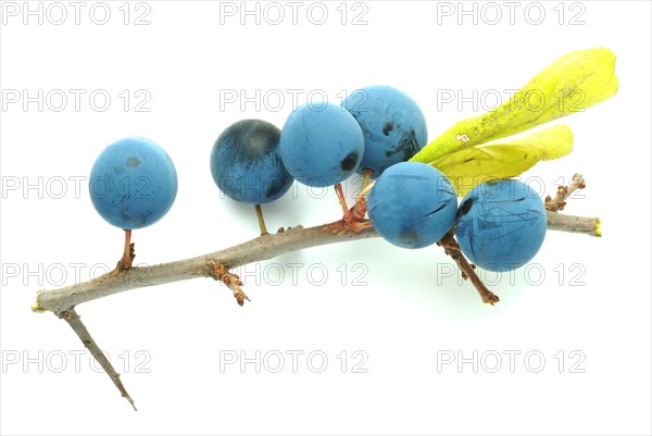 Ripe fruits of blackthorn