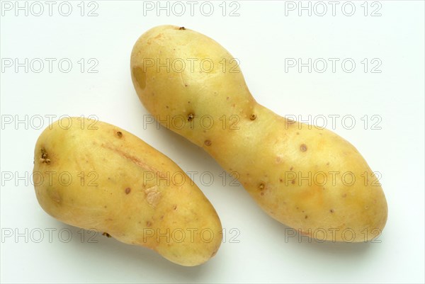 Potatoes of the French variety La Ratte