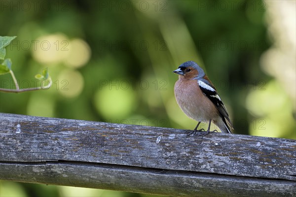 Common chaffinch