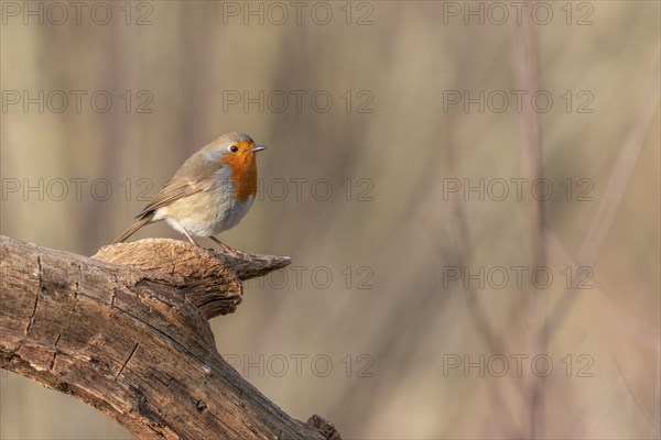 European robin