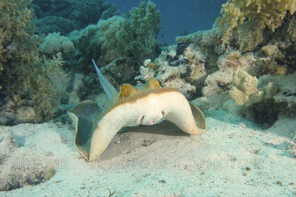 Bluespotted ribbontail ray