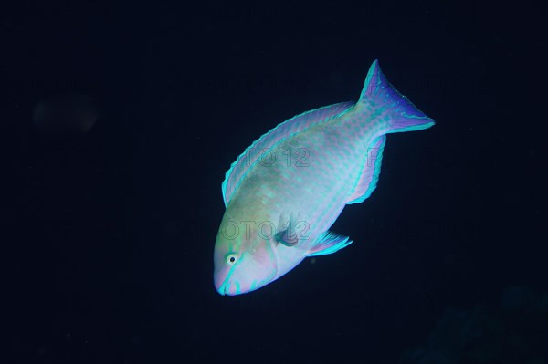Pale-nosed parrotfish