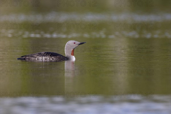 Red-throated diver