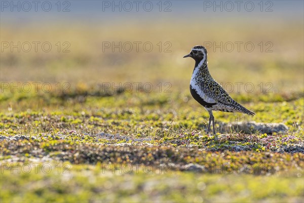 European golden plover