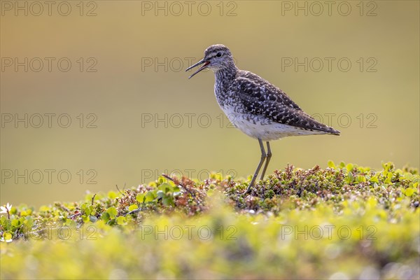 Wood Sandpiper