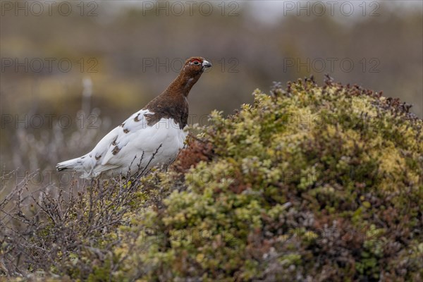 Willow ptarmigan