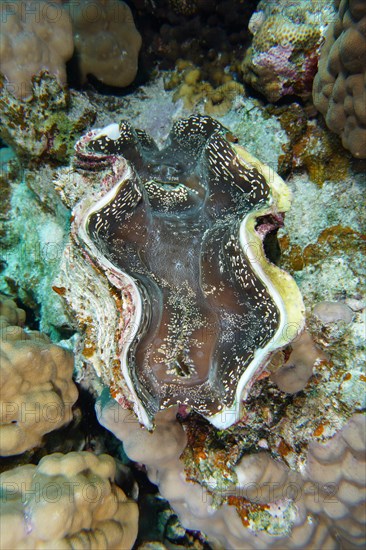 Maxima clam