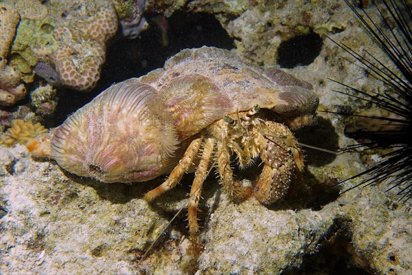 Anemone hermit crab