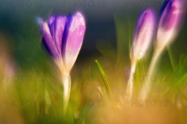 Crocuses