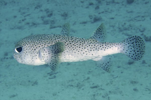 Spot-fin porcupinefish