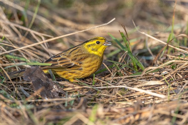 Male yellowhammer