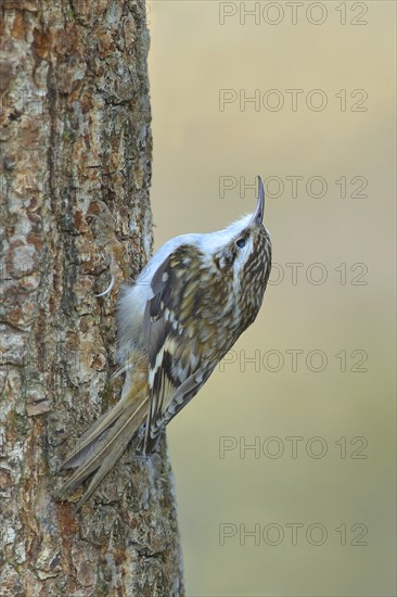 Eurasian treecreeper