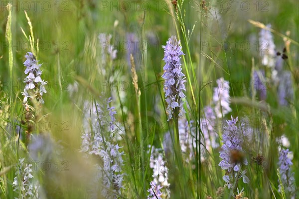 Spotted moorland spotted orchid