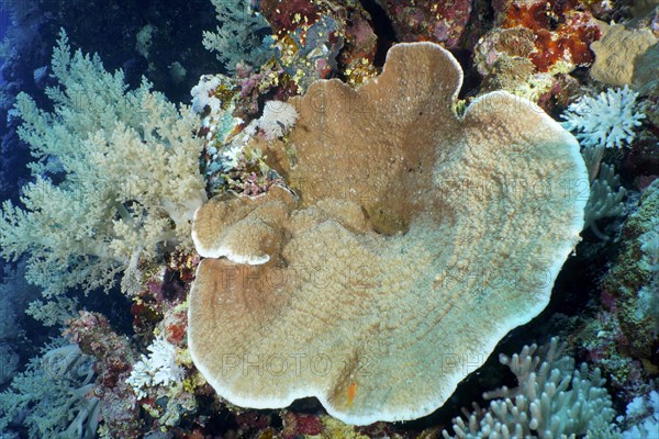 Grooved serpent coral