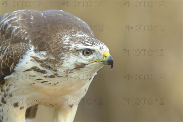 Common steppe buzzard