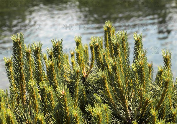 Part of a green pine tree in view in summer