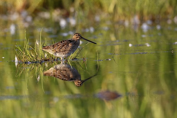 Common Snipe