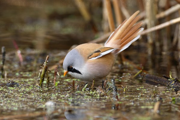 Bearded reedling