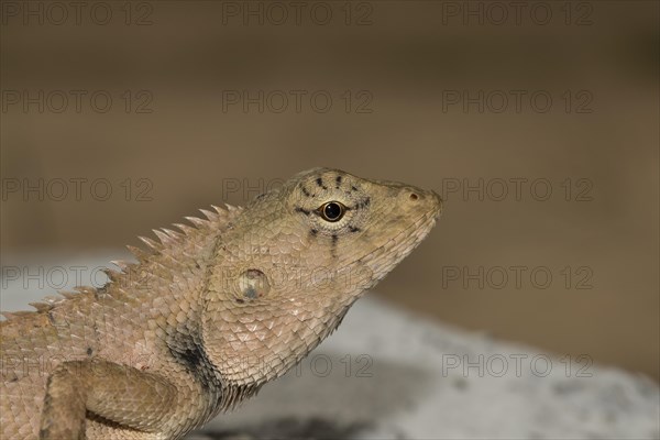 Oriental garden lizard