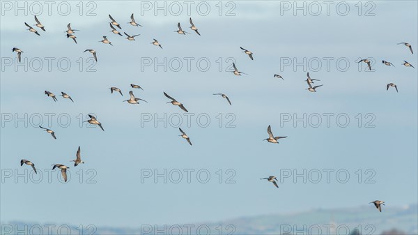 Eurasian Curlew