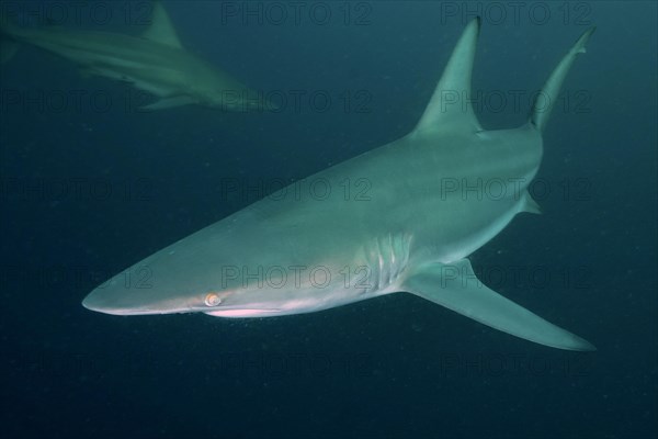 Blacktip shark