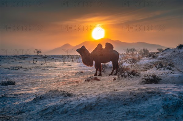 Bactrian camel