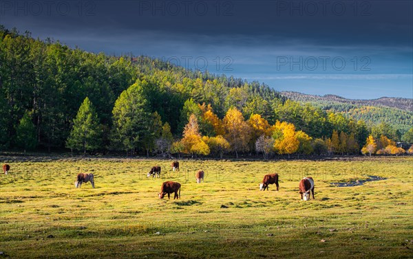 Autumn colour. domestic cattle