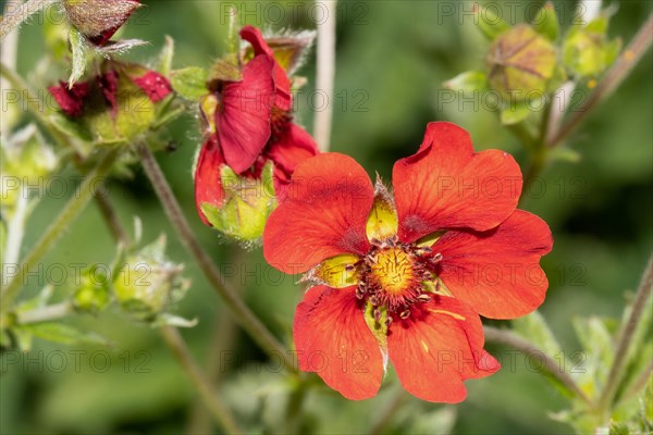 Strawberry Spinach Opened Red Flower