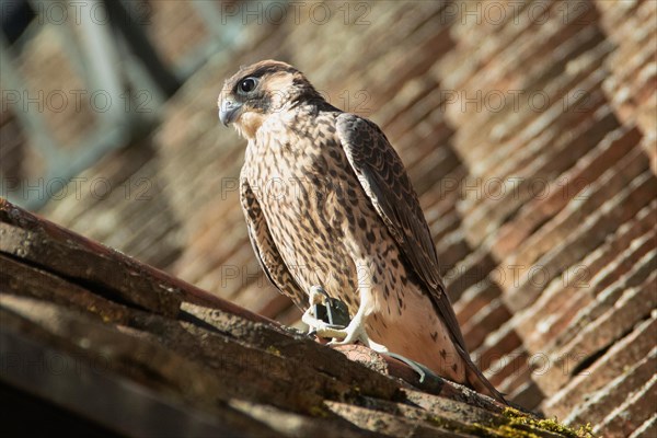 Peregrine Falcon young bird sitting on house roof looking left