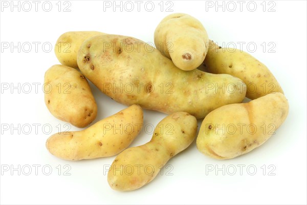 Potatoes of the French variety La Ratte