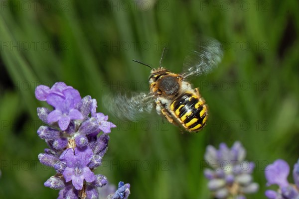 Garden woolly bee