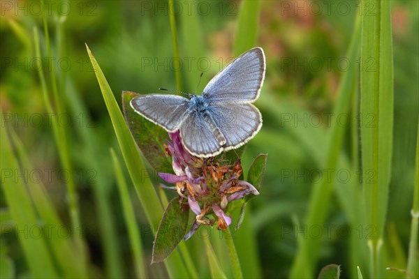 Crucian anthill butterfly butterfly with open wings sitting on red flower from behind