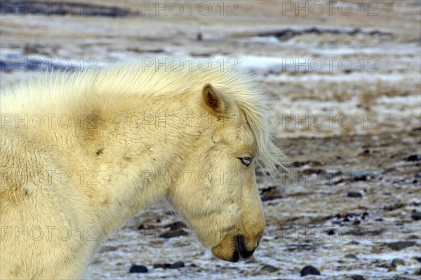 Icelandic horse with thick winter coat