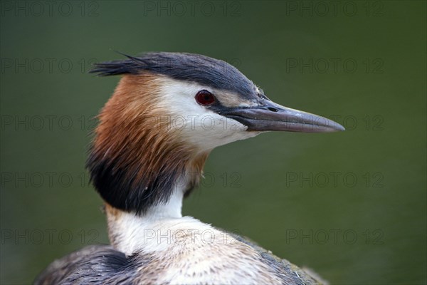 Great Crested Grebe